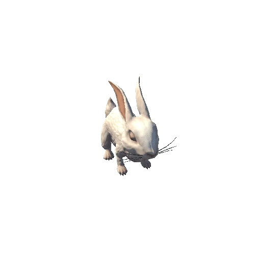 Rabbit (1)